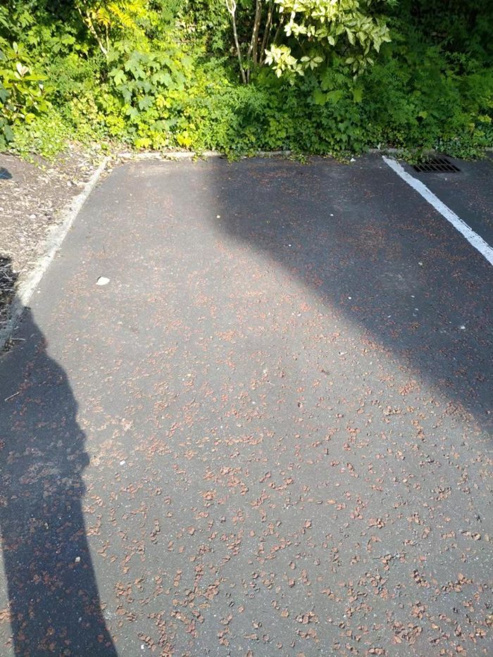 Photo of Harrier Court, Lancaster, LA1